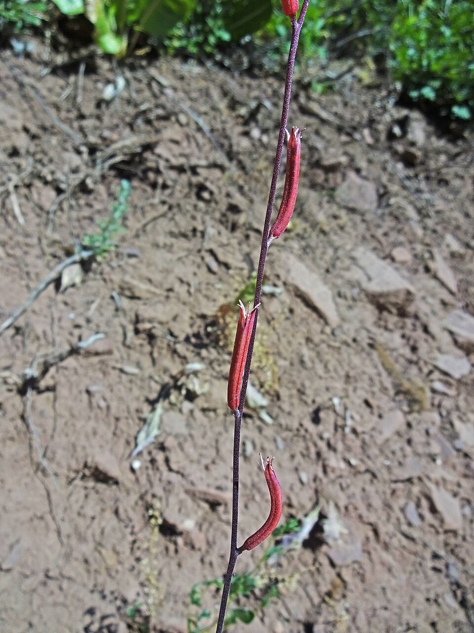 Clarkia rhomboidea (diamond clarkia) (alternate view 9)