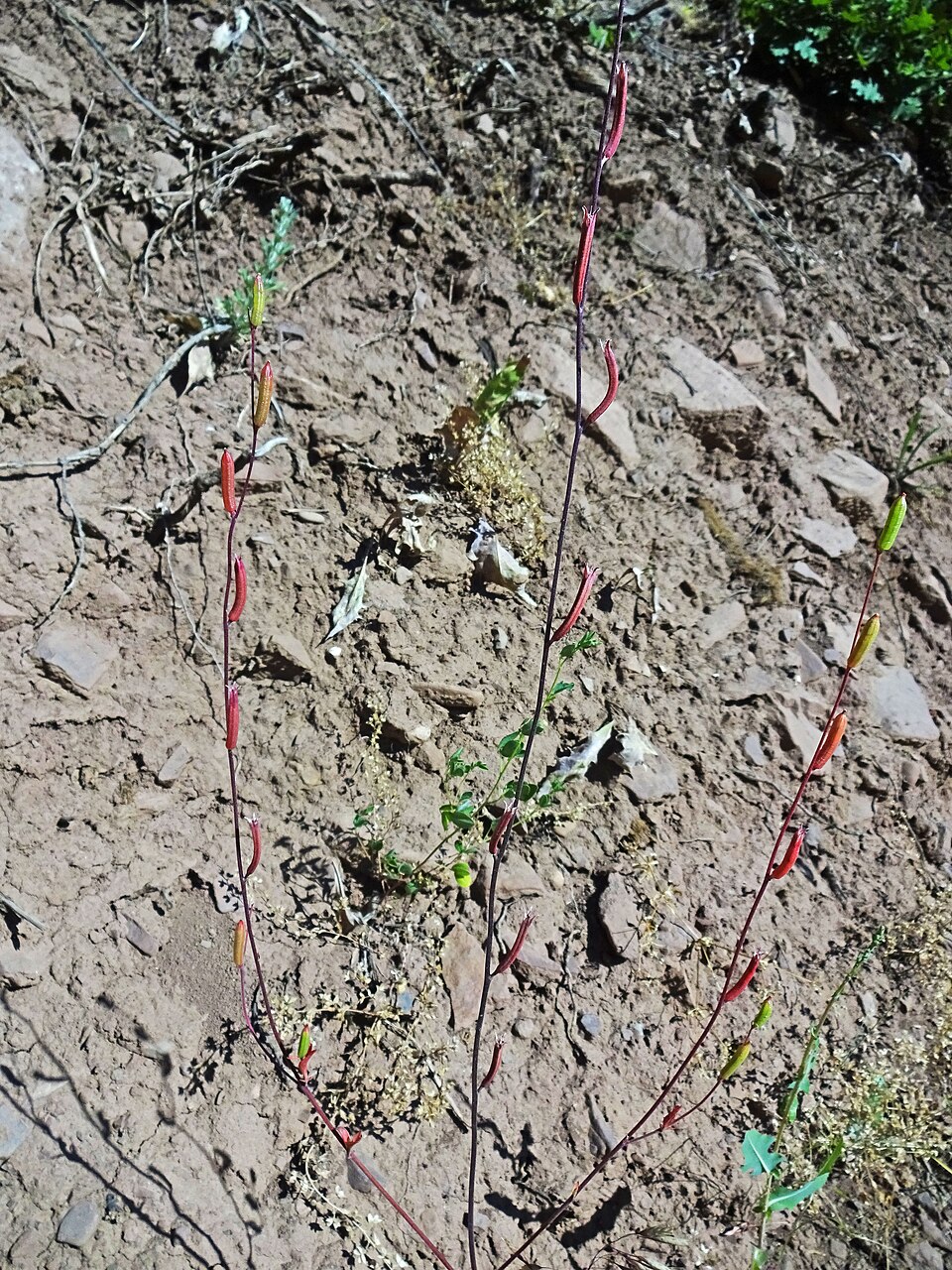 Clarkia rhomboidea (diamond clarkia) (alternate view 10)