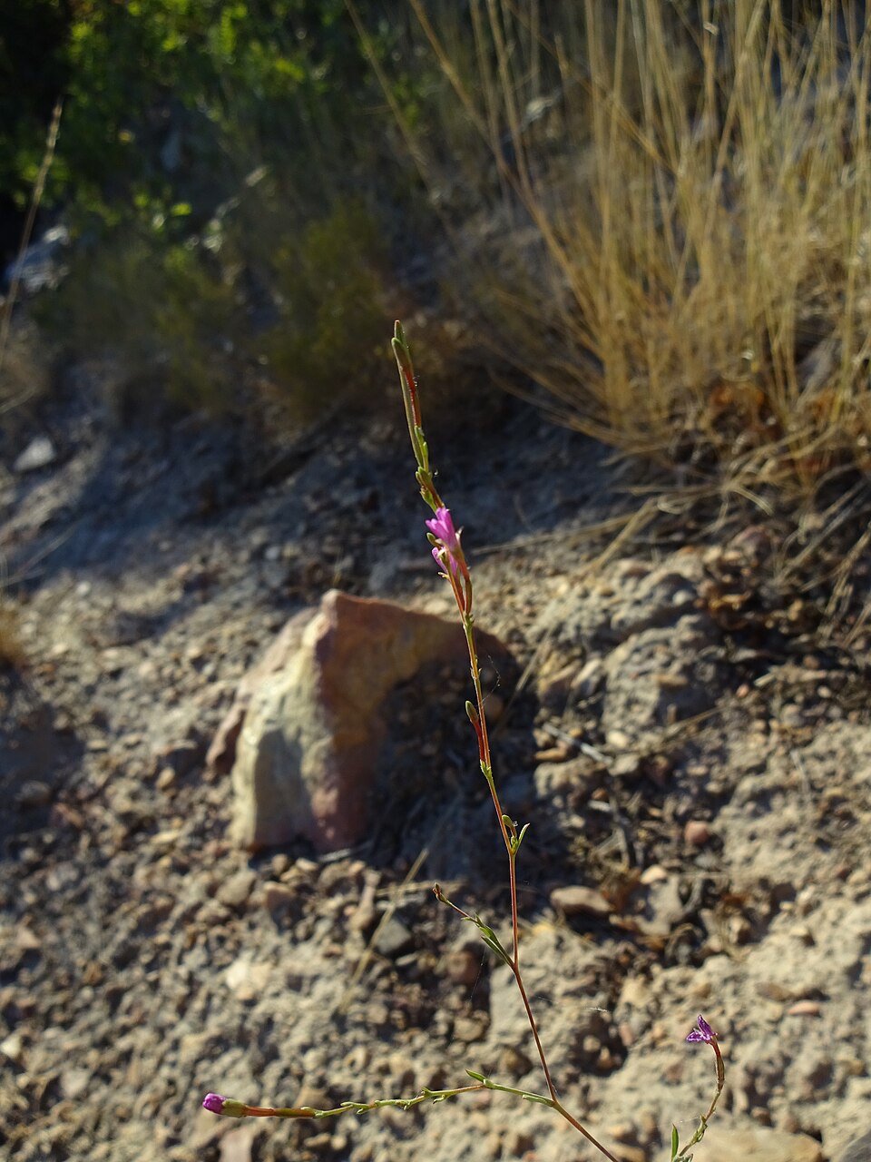 Epilobium brachycarpum (panicled willowherb) (alternate view 7)