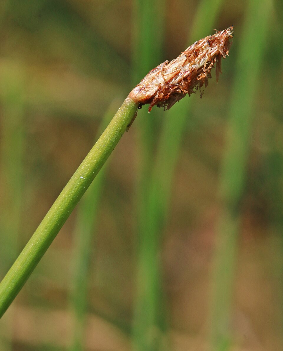 Eleocharis palustris (Common Spikerush) (alternate view 11)