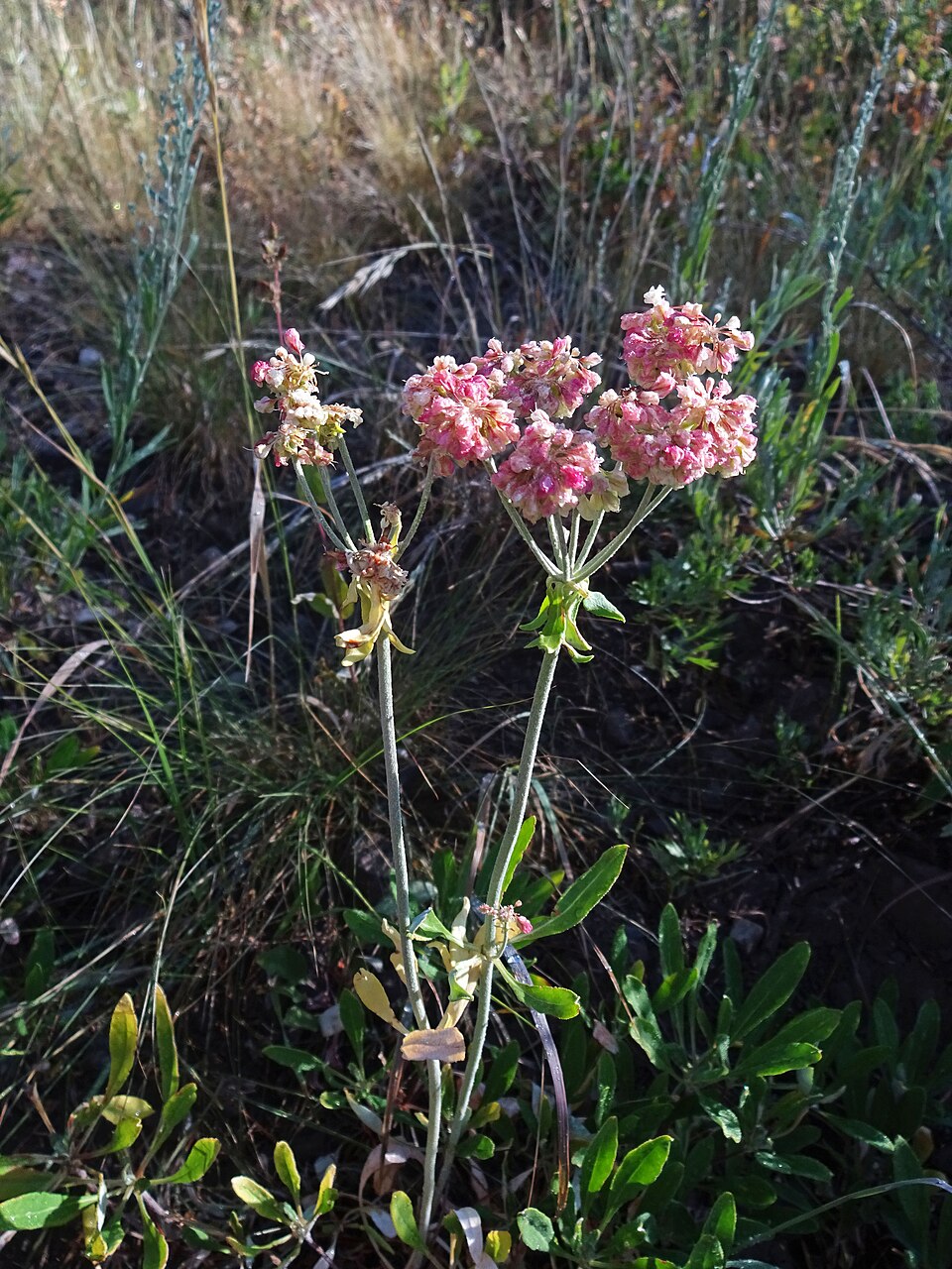 Eriogonum heracleoides (Parsnip-flowered Buckwheat) (alternate view 8)