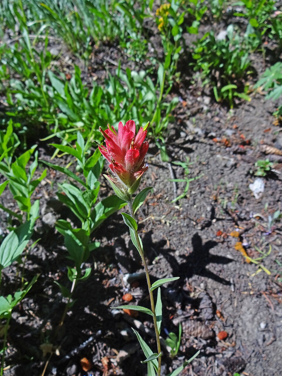 Castilleja rhexiifolia (Rhexia-leaved paintbrush) (alternate view 6)
