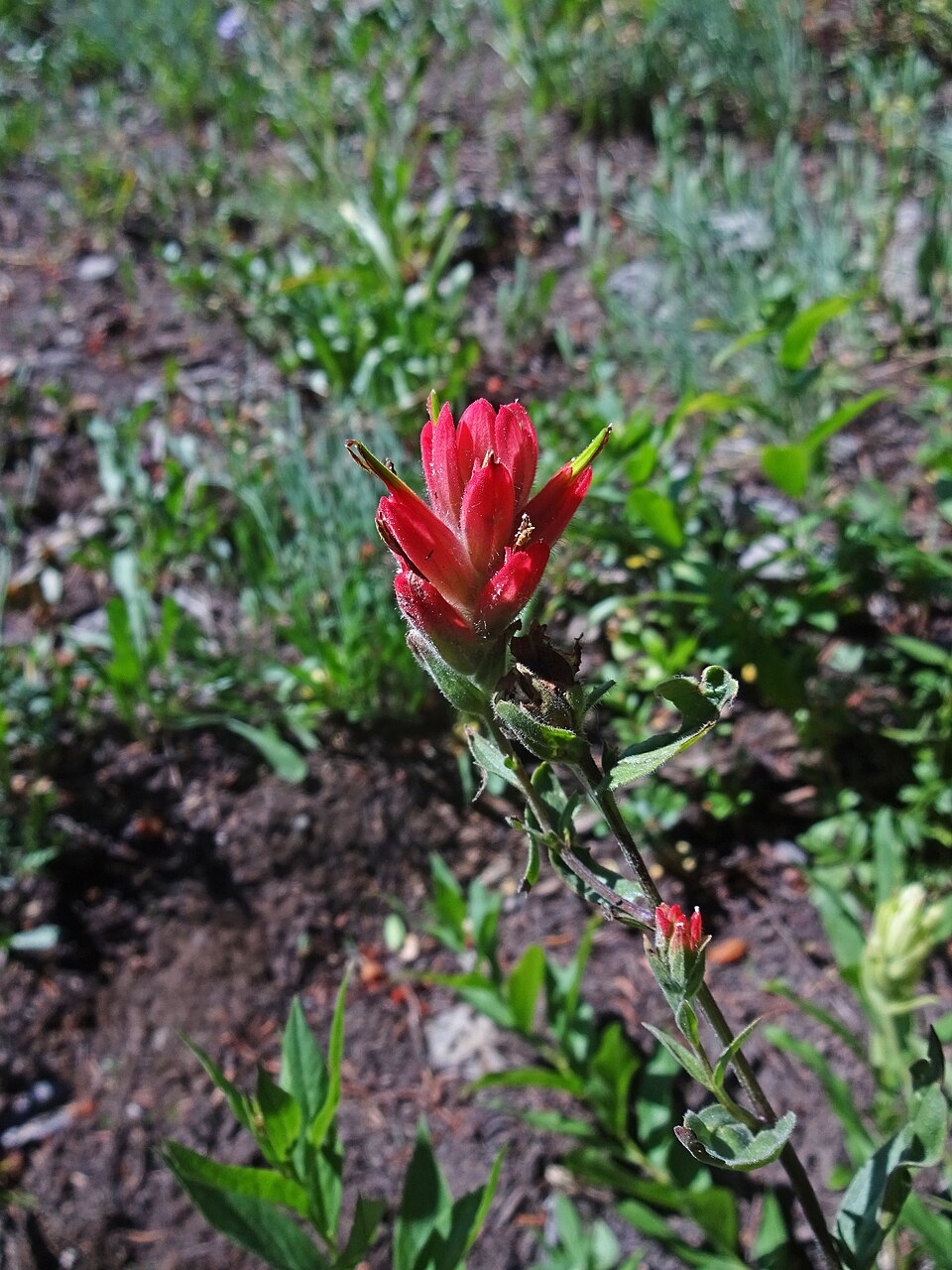 Castilleja rhexiifolia (Rhexia-leaved paintbrush) (alternate view 7)