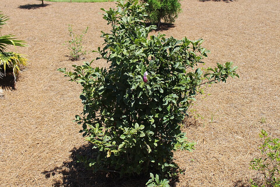 Magnolia 'Jane' (Jane Magnolia)