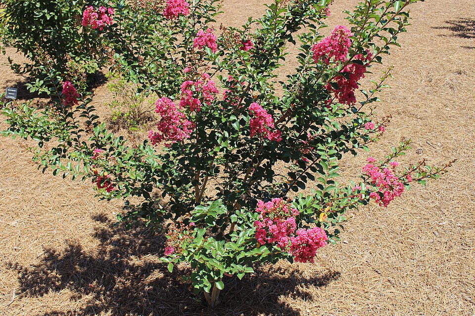 Lagerstroemia indica 'Tuscarora' (Tuscarora Crape Myrtle)