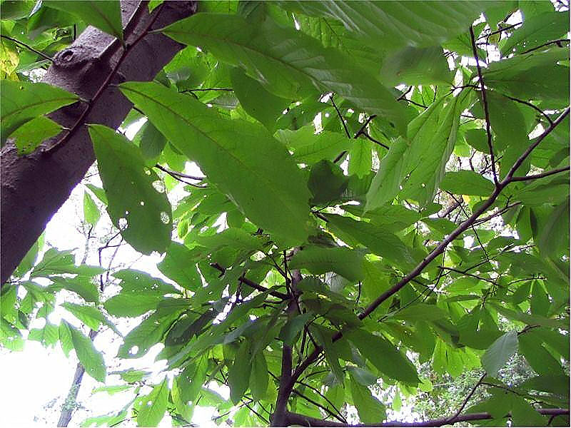 Asimina triloba (Pawpaw) (alternate view 5)