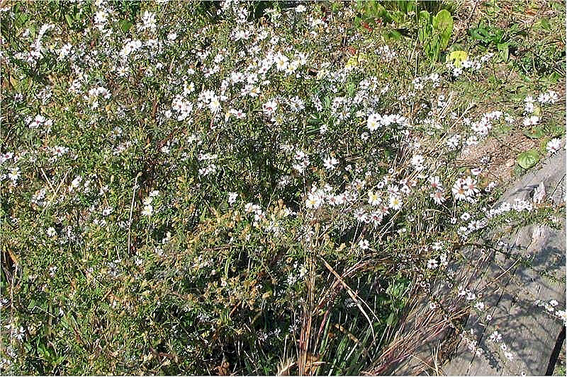 Coreopsis rosea (Pink Tickseed) (alternate view 7)