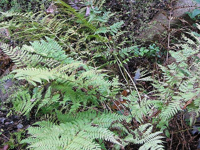 Dryopteris intermedia (intermediate wood fern)