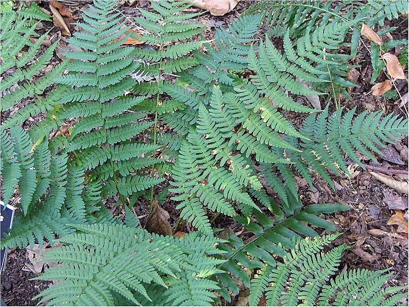 Dryopteris marginalis (marginal wood fern)