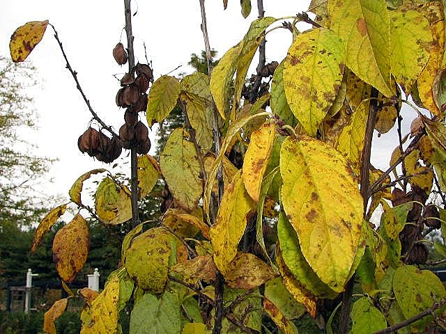Halesia (silverbells) (alternate view 3)