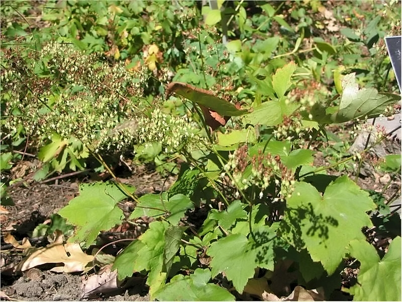 Heuchera villosa, Hairy alumroot — mounding semi-evergreen (Saxifragaceae) (image 7 of 10)