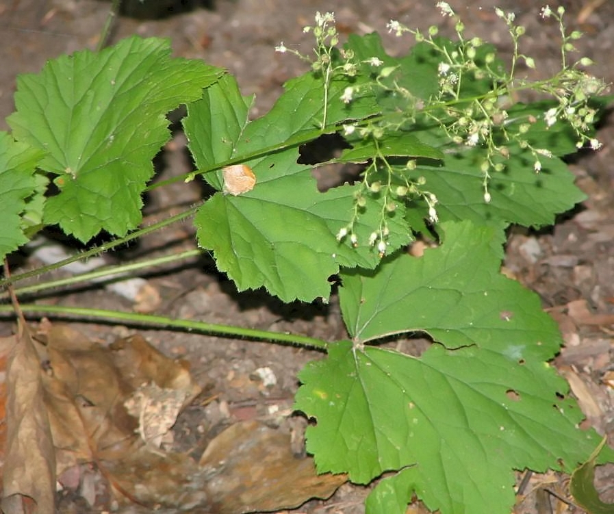 Heuchera villosa, Hairy alumroot — mounding semi-evergreen (Saxifragaceae) (image 8 of 10)