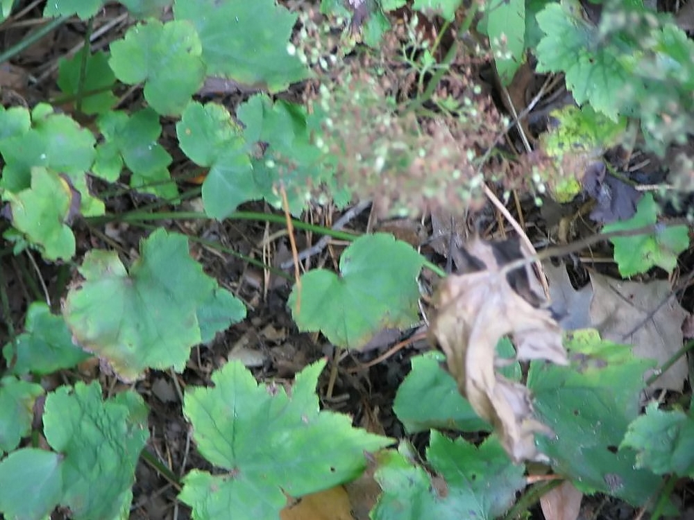 Heuchera villosa, Hairy alumroot — mounding semi-evergreen (Saxifragaceae) (image 9 of 10)