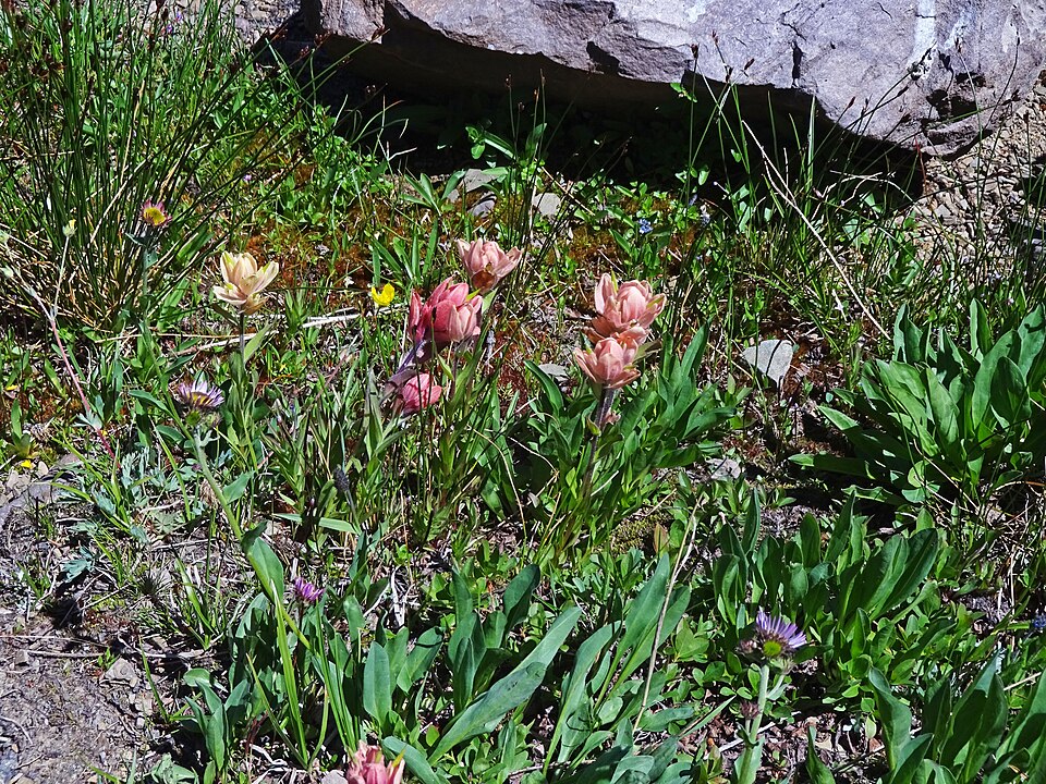 Castilleja rhexiifolia (Rhexia-leaved paintbrush) (alternate view 8)