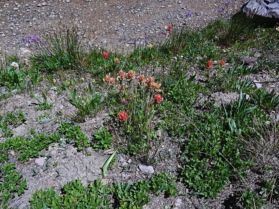 Castilleja rhexiifolia (Rhexia-leaved paintbrush) (alternate view 9)