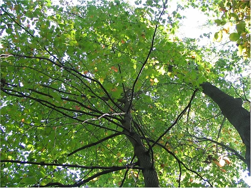 Nyssa sylvatica (sour gum, tupelo) (alternate view 7)