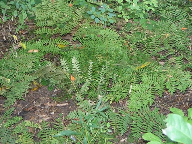 Osmunda spectabilis (American Royal Fern)