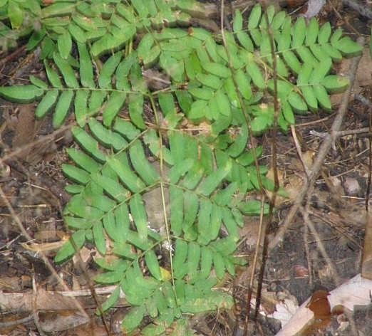 Osmunda spectabilis (American Royal Fern)