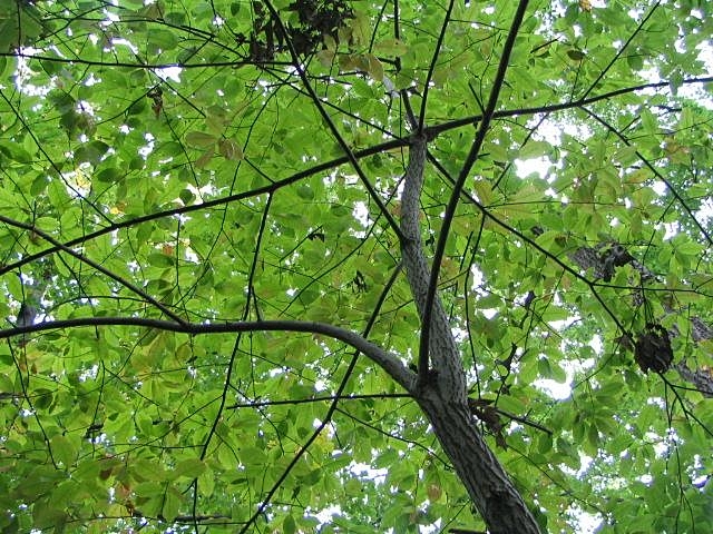 Oxydendrum arboreum (sourwood) (alternate view 9)