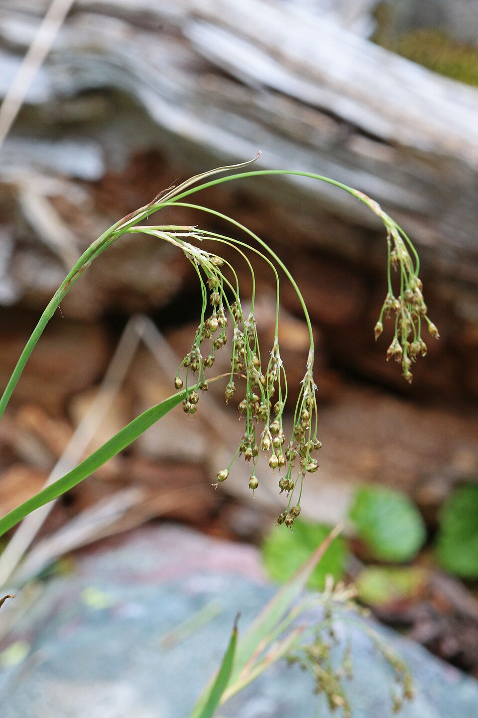 Luzula parviflora (small-flowered wood rush)