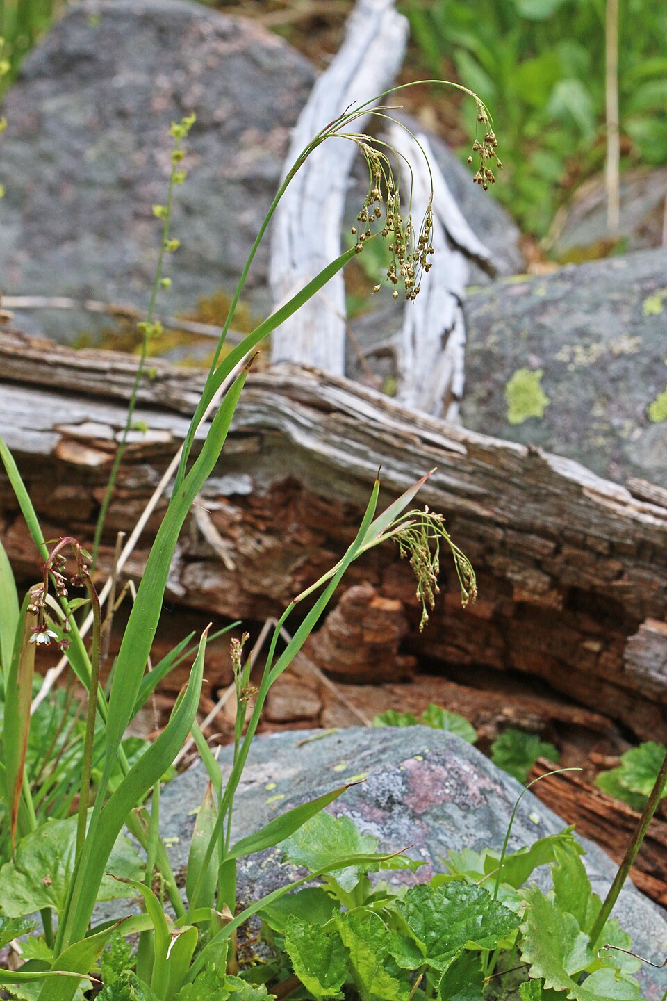 Luzula parviflora (small-flowered wood rush)
