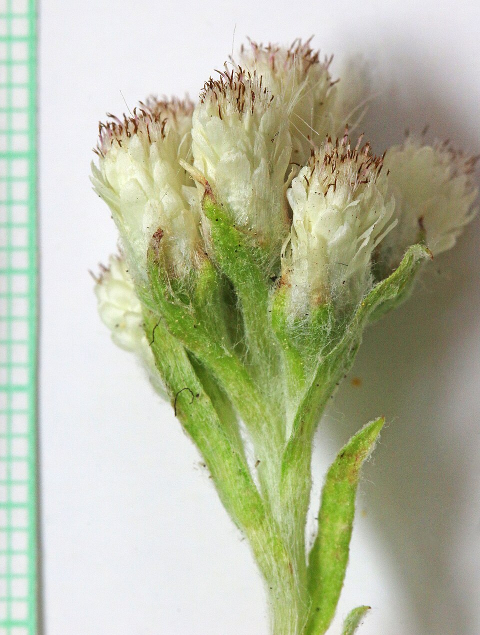Antennaria parvifolia (small-leaf pussytoes) (alternate view 8)