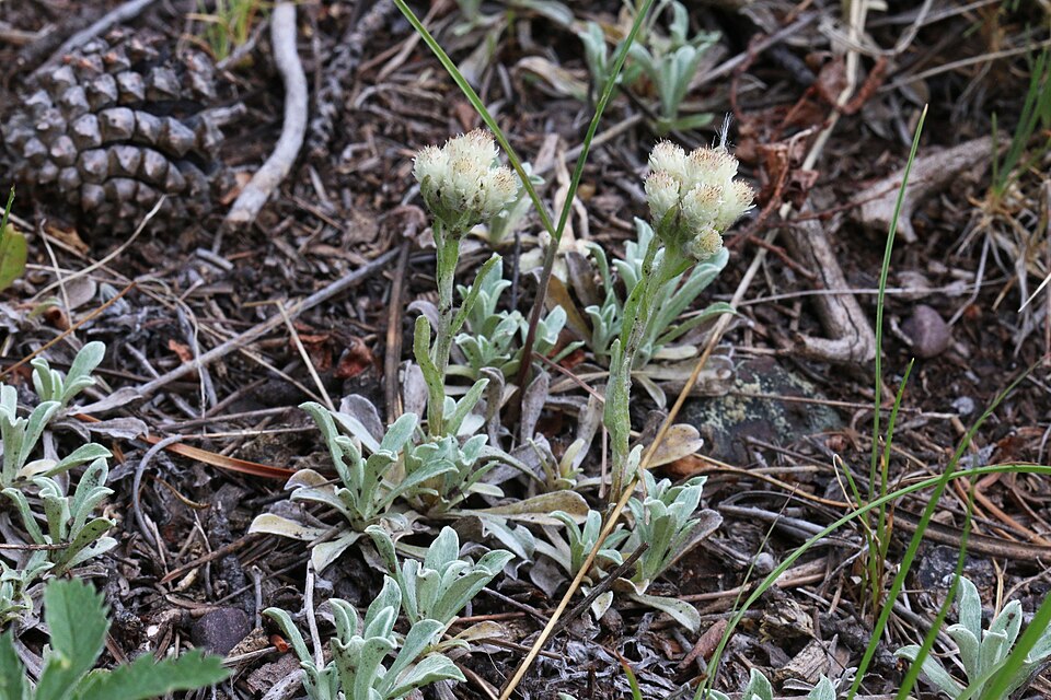 Antennaria parvifolia (small-leaf pussytoes) (alternate view 9)