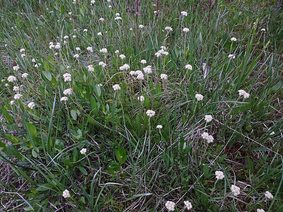 Antennaria parvifolia (small-leaf pussytoes) (alternate view 10)