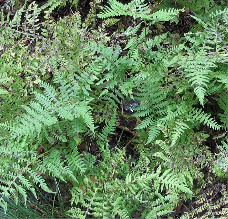 Phegopteris hexagonoptera (broad beech fern) (alternate view 8)