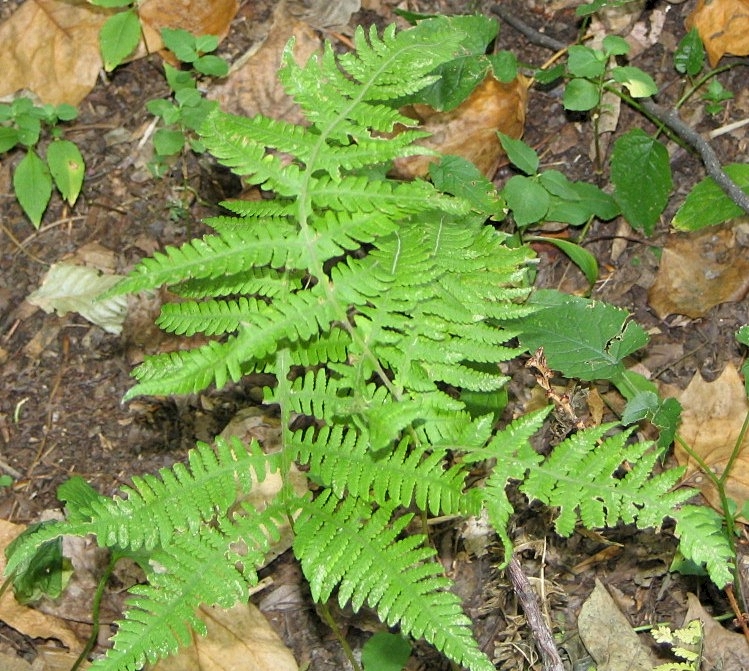 Phegopteris hexagonoptera (broad beech fern) (alternate view 9)
