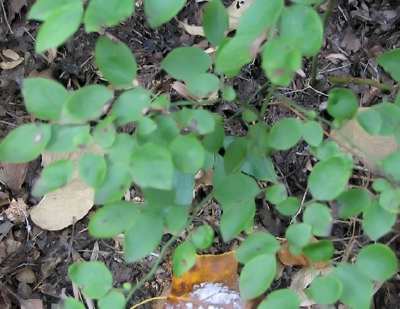Vaccinium pallidum (Early Lowbush Blueberry) (alternate view 7)