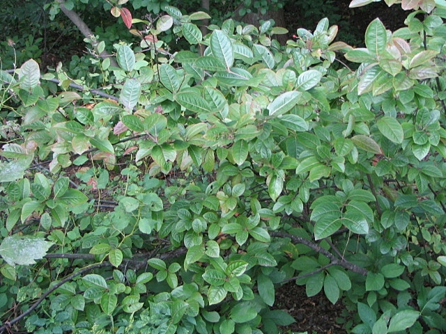 Viburnum nudum, Possumhaw viburnum — upright deciduous (Viburnaceae) (image 3 of 10)