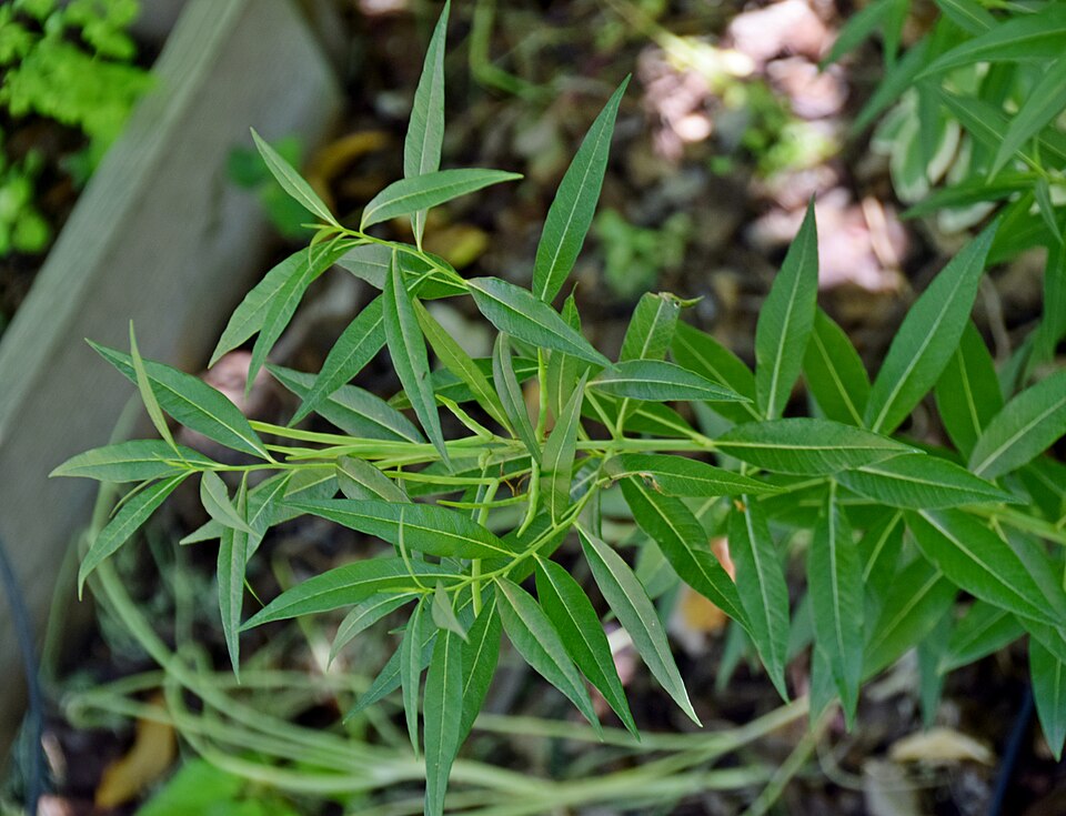 Amsonia ciliata (Fringed Bluestar) (alternate view 7)