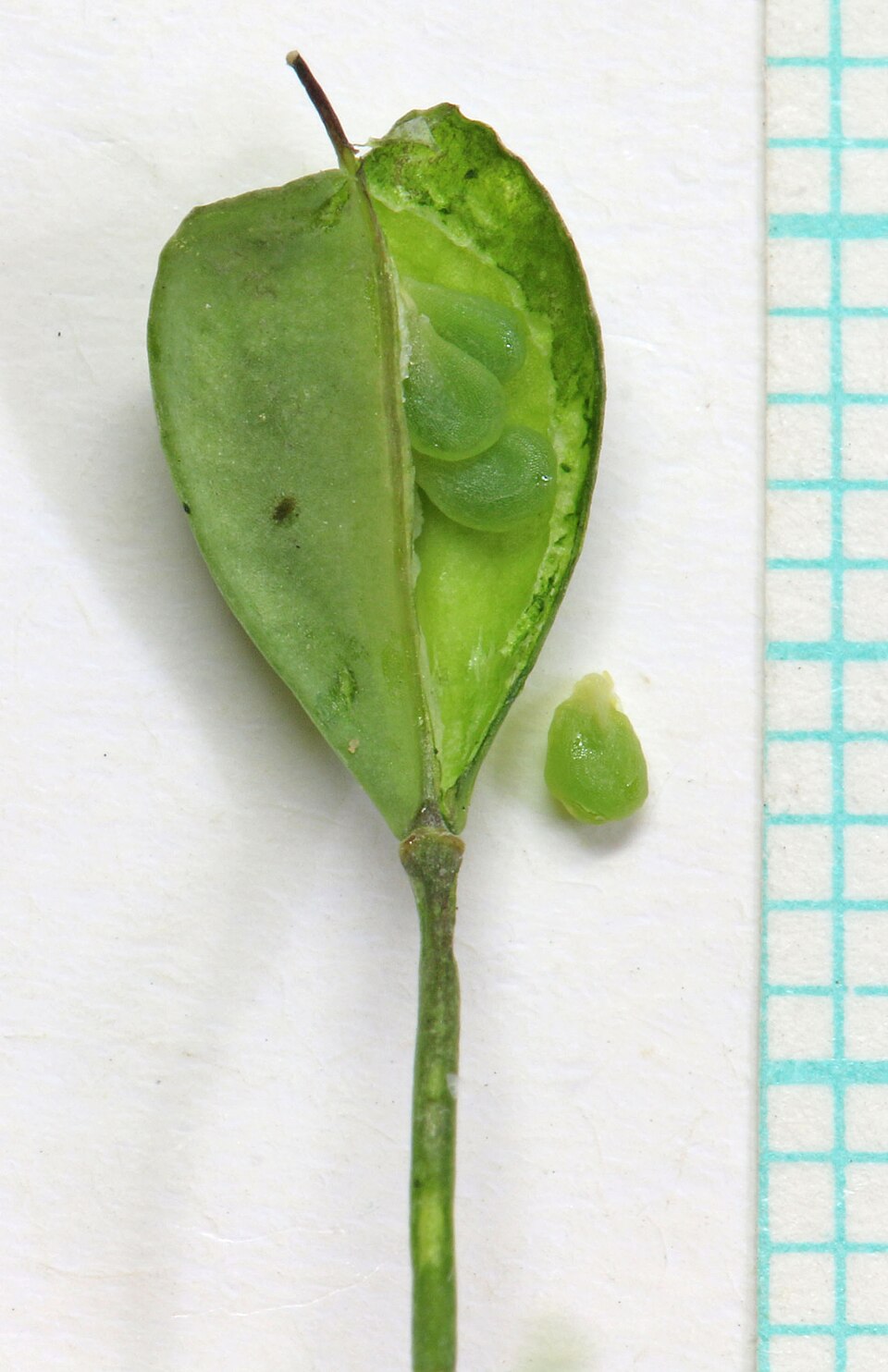 Noccaea fendleri (Fendler's pennycress) (alternate view 6)