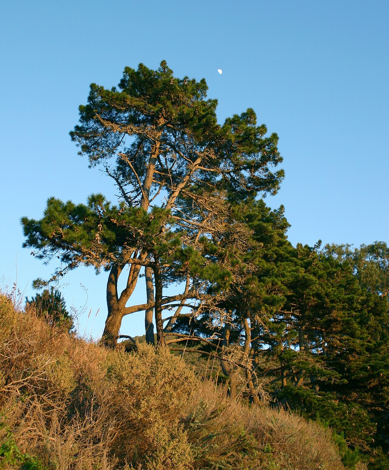 Pinus radiata (Monterey Pine)