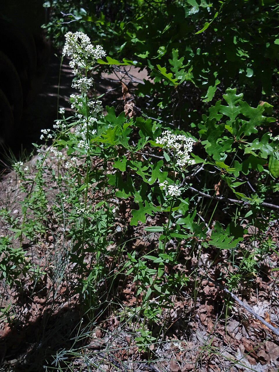Galium boreale (Northern Bedstraw)