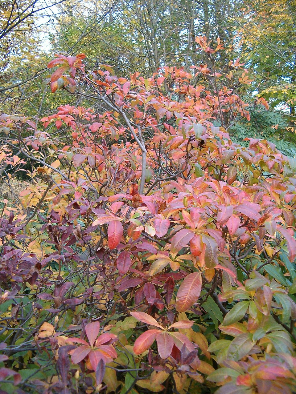 Rhododendron luteum (Yellow Azalea)