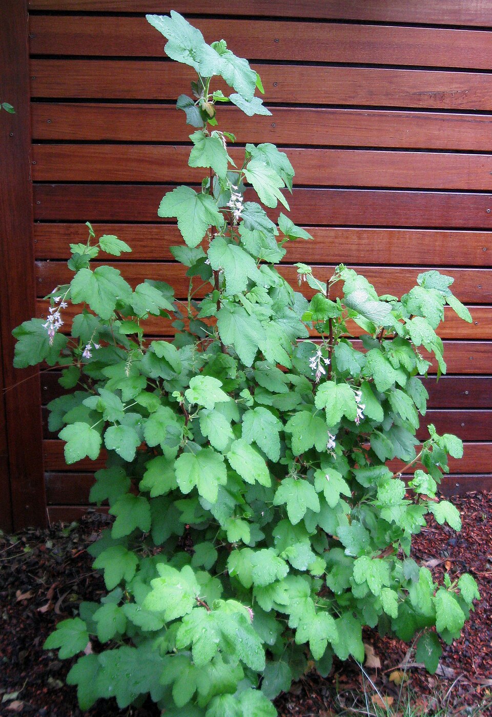 Ribes malvaceum (Chaparral Currant) (alternate view 5)