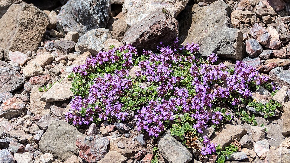 Thymus praecox (Mother of Thyme)