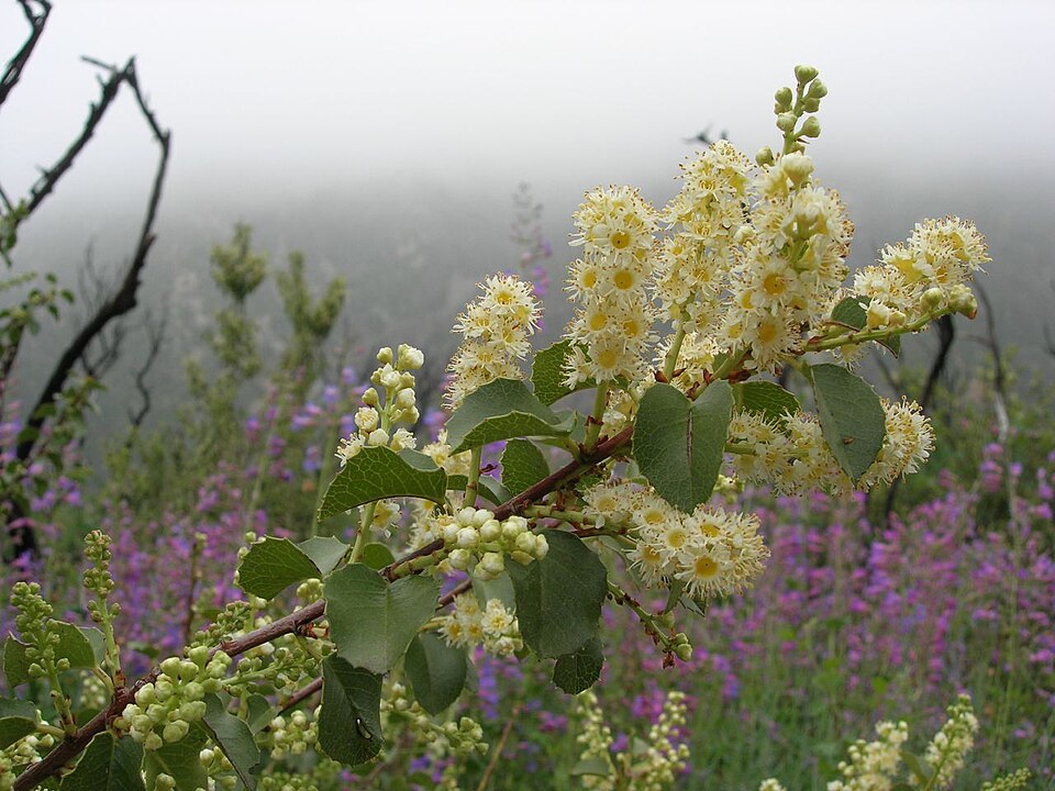 Prunus ilicifolia (hollyleaf cherry) (alternate view 9)