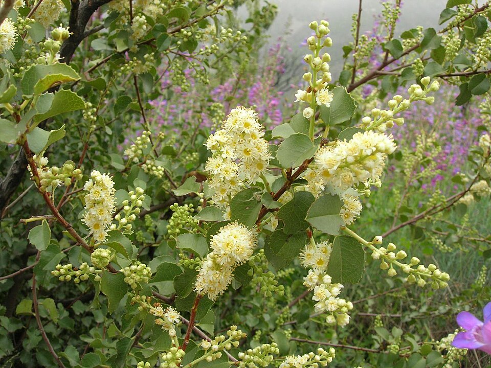 Prunus ilicifolia (hollyleaf cherry) (alternate view 10)