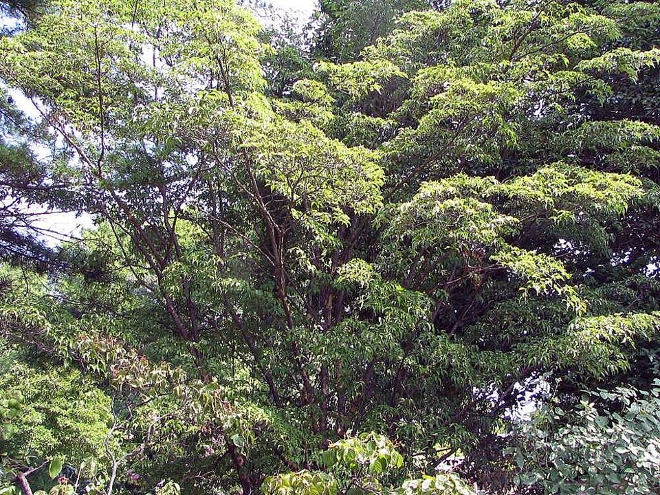 Cornus kousa (kousa dogwood) (alternate view 2)