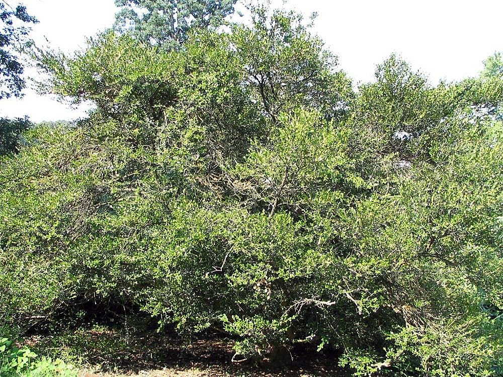 Buxus microphylla, Japanese box — mounding evergreen (Buxaceae) (image 7 of 7)
