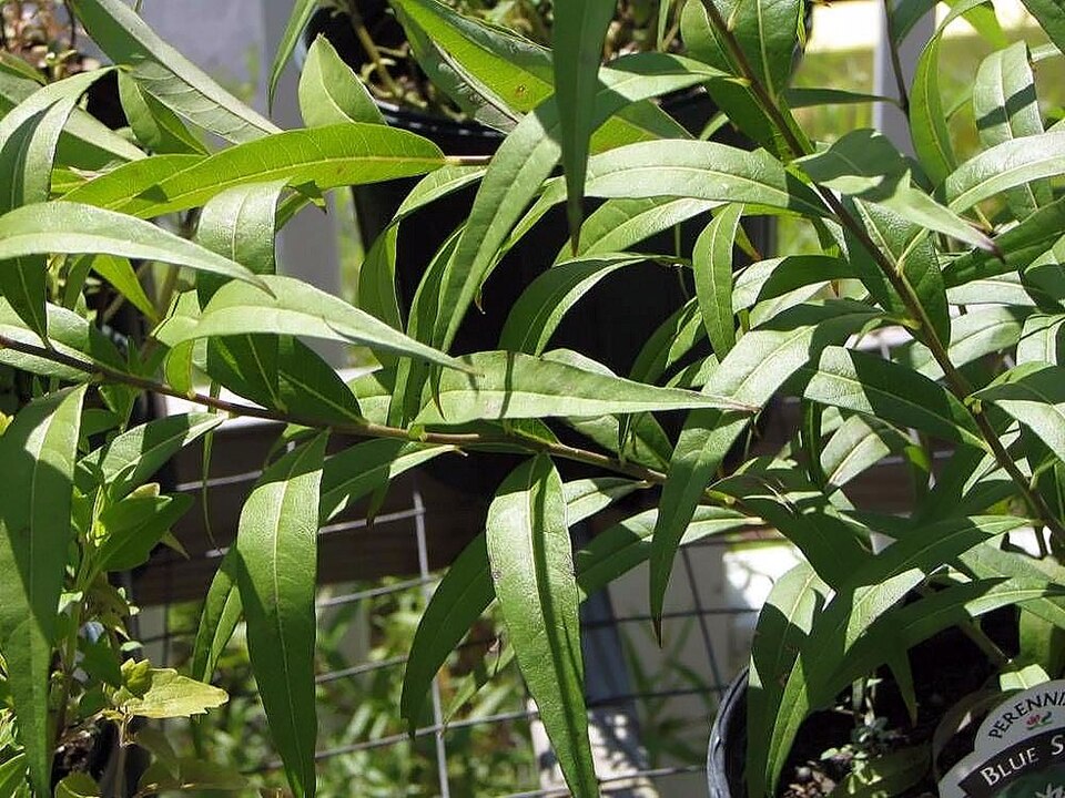 Amsonia tabernaemontana (Eastern Bluestar) (alternate view 8)