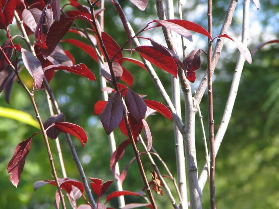 Prunus cerasifera 'Thundercloud' (Thundercloud Plum)