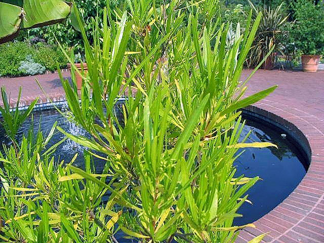 Dodonaea viscosa (Akeake)