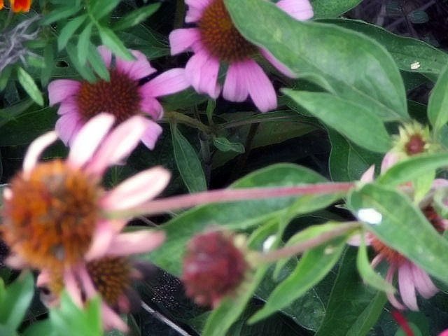 Echinacea purpurea 'Magnus' (Magnus Purple Coneflower)