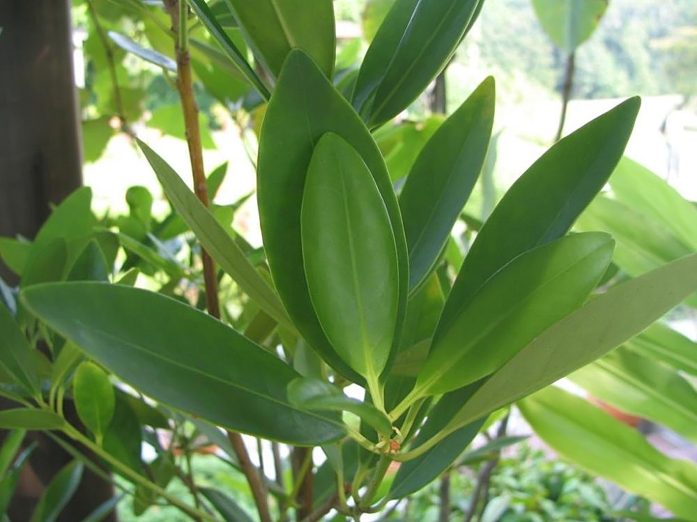 Illicium verum, Star anise — upright evergreen (Schisandraceae) (image 4 of 9)