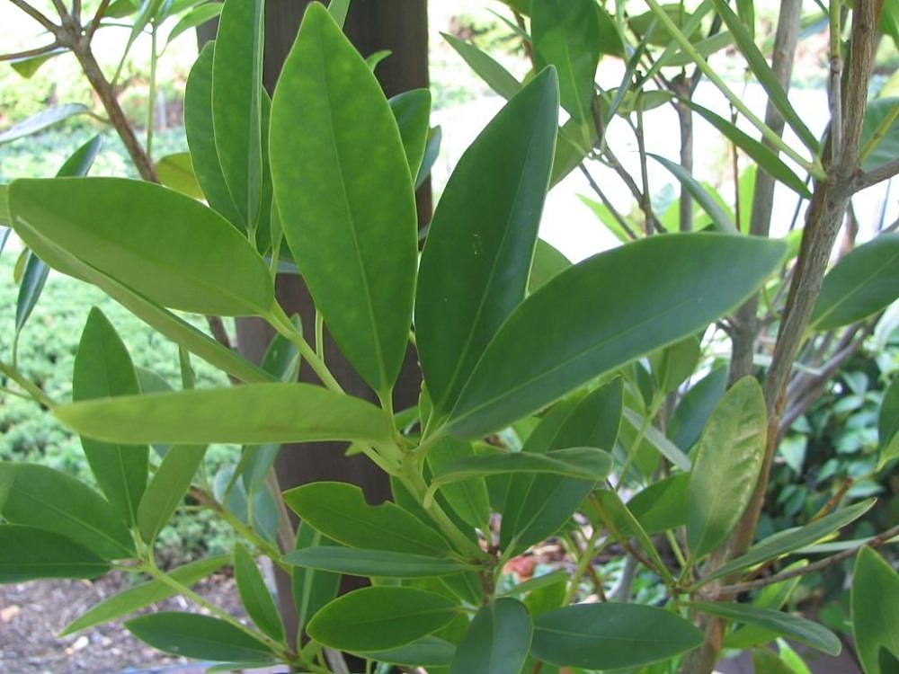 Illicium verum, Star anise — upright evergreen (Schisandraceae) (image 5 of 9)