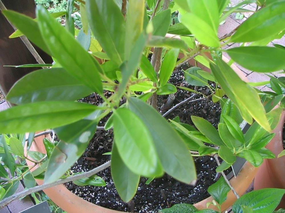 Illicium verum, Star anise — upright evergreen (Schisandraceae) (image 6 of 9)